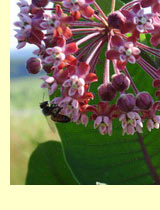 Ваточник, или ласточник ( Asclepias syriaca L.) Ваточник, или ласточник ( Asclepias syriaca L.)